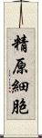 精原細胞 Scroll