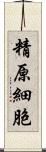 精原細胞 Scroll