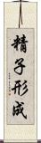 精子形成 Scroll