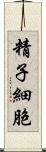 精子細胞 Scroll