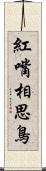 紅嘴相思鳥 Scroll