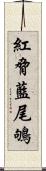 紅脅藍尾鴝 Scroll