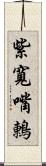 紫寬嘴鶇 Scroll