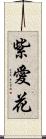 紫愛花 Scroll
