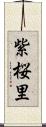 紫桜里 Scroll