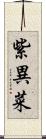 紫異菜 Scroll