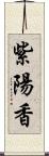 紫陽香 Scroll