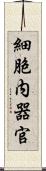 細胞内器官 Scroll