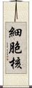 細胞核 Scroll