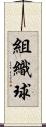 組織球 Scroll