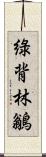 綠背林鶲 Scroll