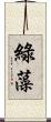 綠藻 Scroll
