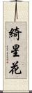 綺星花 Scroll