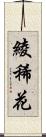 綾稀花 Scroll