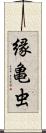 縁亀虫 Scroll