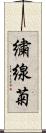 繍線菊 Scroll