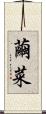 繭菜 Scroll