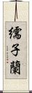 繻子蘭 Scroll