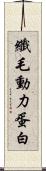 纖毛動力蛋白 Scroll