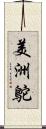 美洲鴕 Scroll