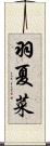 羽夏菜 Scroll