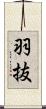 羽抜 Scroll