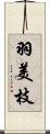 羽美枝 Scroll