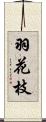 羽花枝 Scroll