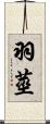 羽莖 Scroll