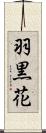 羽黒花 Scroll