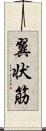 翼状筋 Scroll