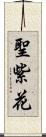 聖紫花 Scroll