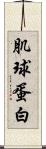 肌球蛋白 Scroll