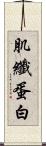 肌纖蛋白 Scroll