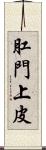 肛門上皮 Scroll