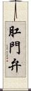 肛門弁 Scroll