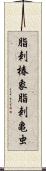 脂刺椿象 Scroll