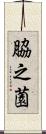 脇之薗 Scroll