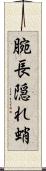 腕長隠れ蛸 Scroll