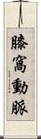 膝窩動脈 Scroll