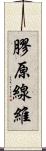 膠原線維 Scroll