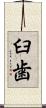 臼歯 Scroll