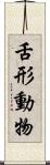 舌形動物 Scroll