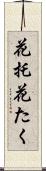 花托 Scroll