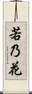 若乃花 Scroll