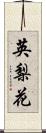 英梨花 Scroll