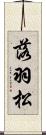落羽松 Scroll