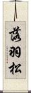 落羽松 Scroll