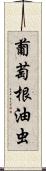 葡萄根油虫 Scroll