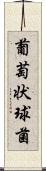 葡萄状球菌 Scroll